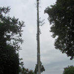 lindau1