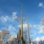 oswaldiberg1